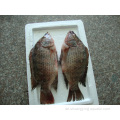 Gefrorene Tilapia Fish Oreochromis niloticus ausgetauschtem skaliert